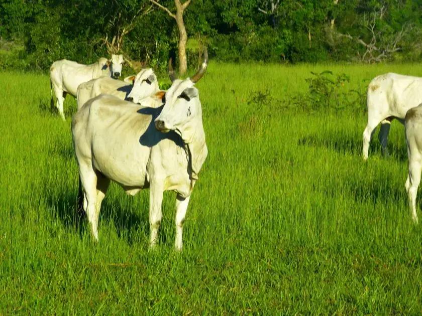 Importância dos índices zootécnicos na bovinocultura