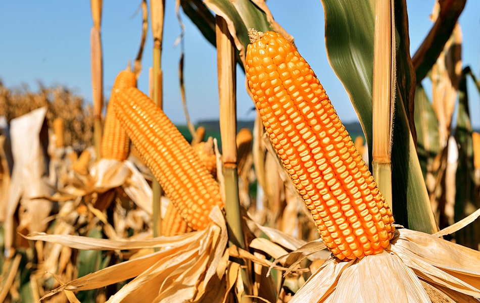 LongPing High-Tech destaca silagem de milho para gado leiteiro