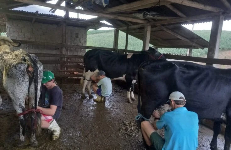Pecuarista inova e garante produção leiteira rentável na estiagem