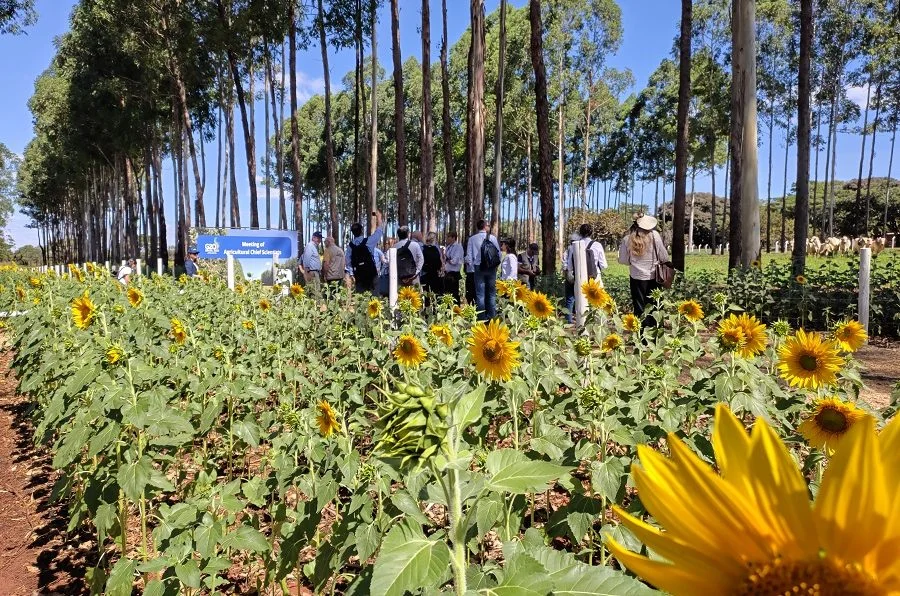 Inovações agropecuárias brasileiras: líderes do G20 visitam em campo 4 Líderes da pesquisa agropecuária do G20 conhecem em campo tecnologias brasileiras – Surgiu