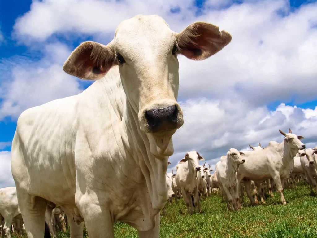 Integração lavoura-pecuária ganha espaço em Mato Grosso