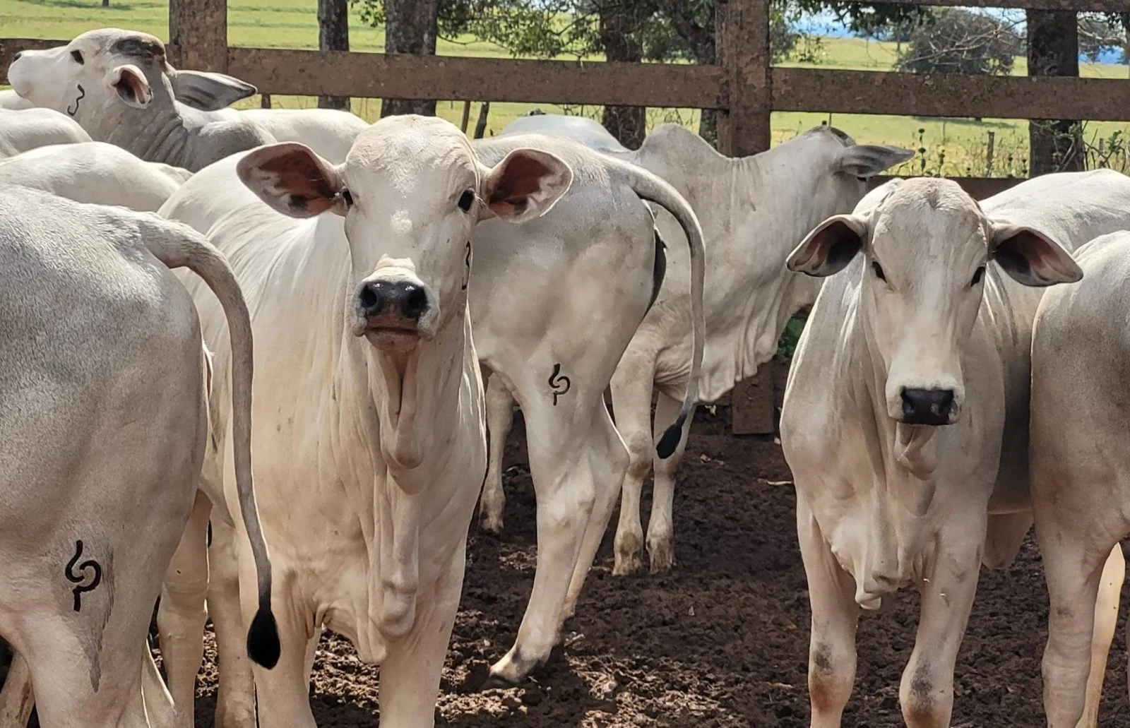 Leilão Nelore Gibertoni: Animais de alta linhagem.