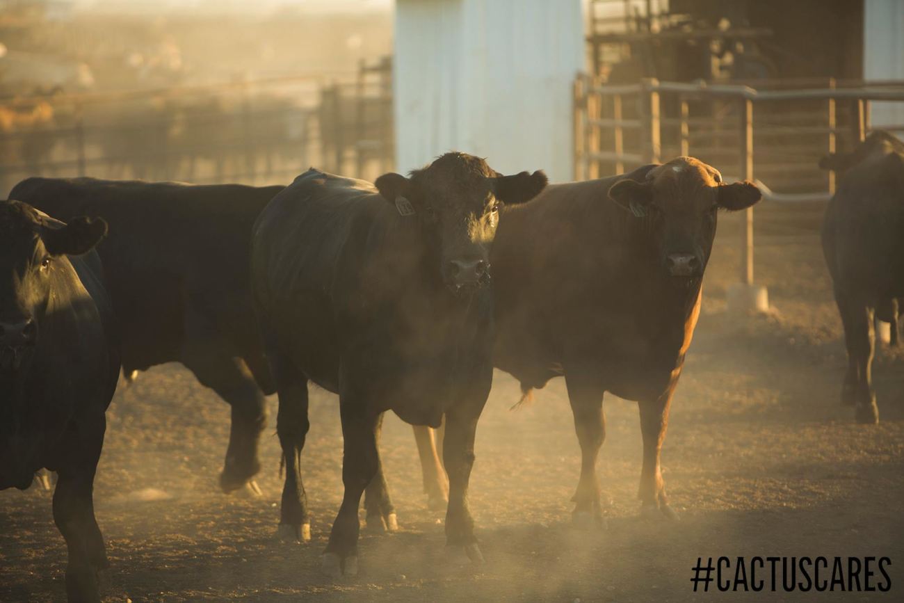 Lucro bovino confinado: EUA x Brasil – CompreRural