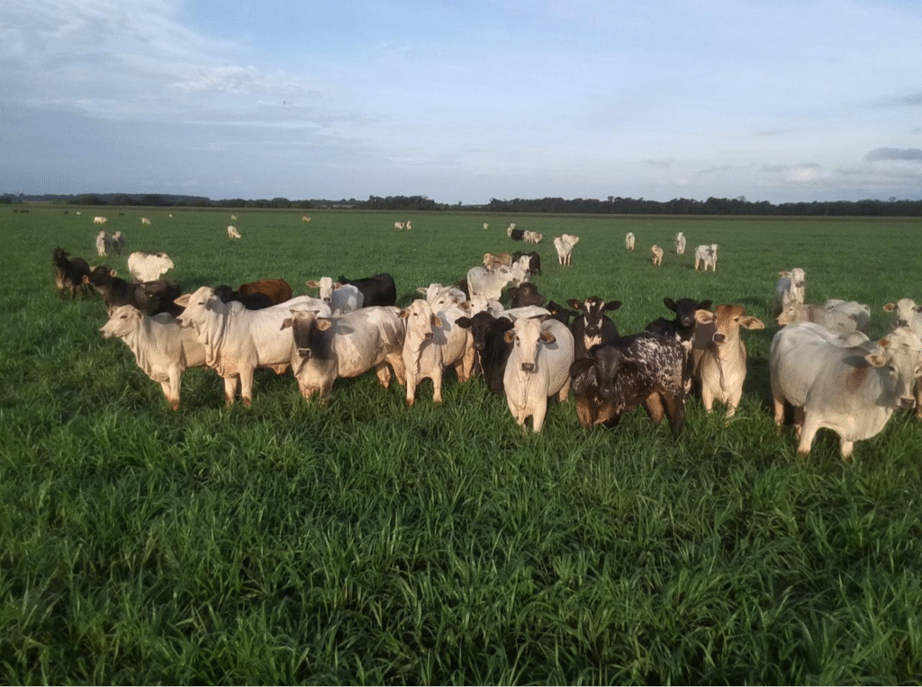 Maior estabilidade na soja com integração capim 29 Logo site