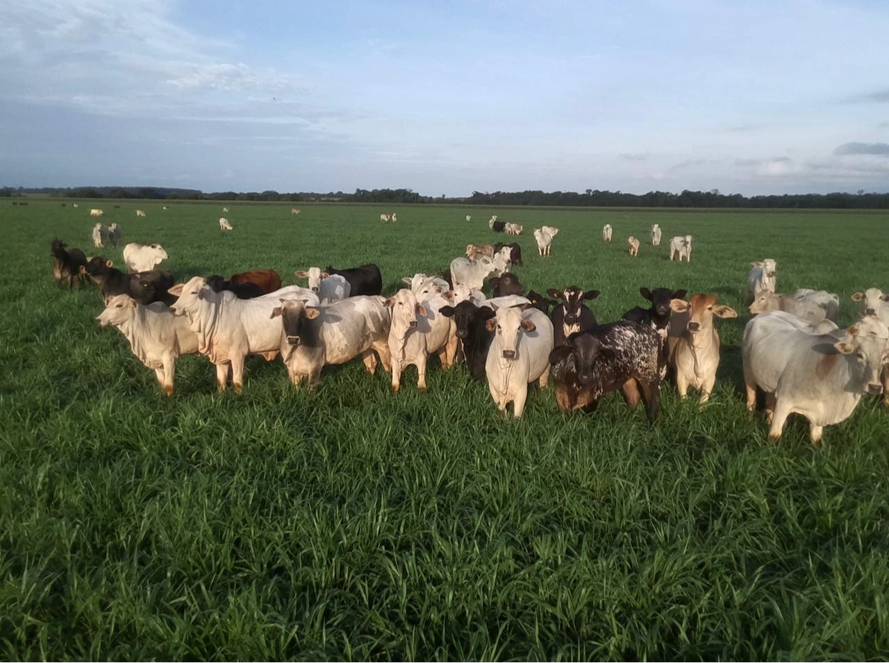 Maior estabilidade na soja com integração capim 6 Logo site