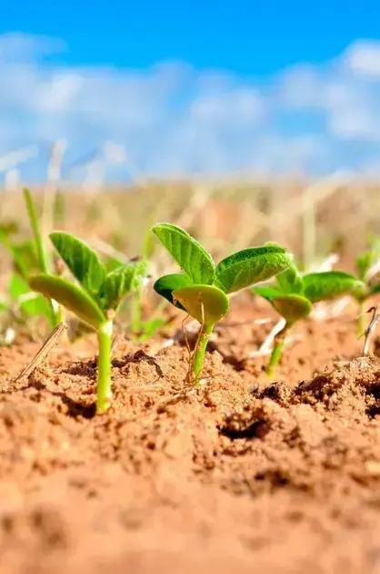 Manejo integrado de nematoides em plantações de soja