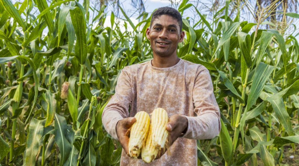 Milho verde em alta: safra recorde em Sergipe 1 Safra recorde de quase duas mil toneladas de milho verde abastecerá festejos em Sergipe – FaxAju
