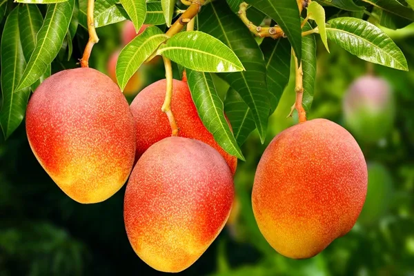 Nova película aumenta vida útil da manga 6 CORREIO DA CIDADE - Notícias de Santo Estevão (Bahia)