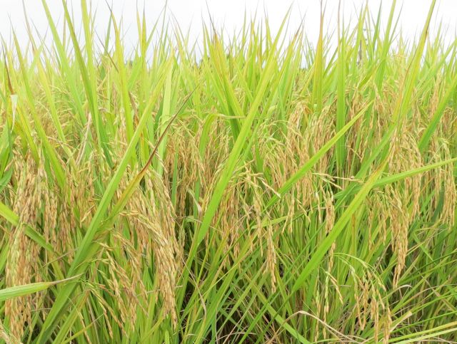 Novidade: Arroz Dueto bate recorde em teste