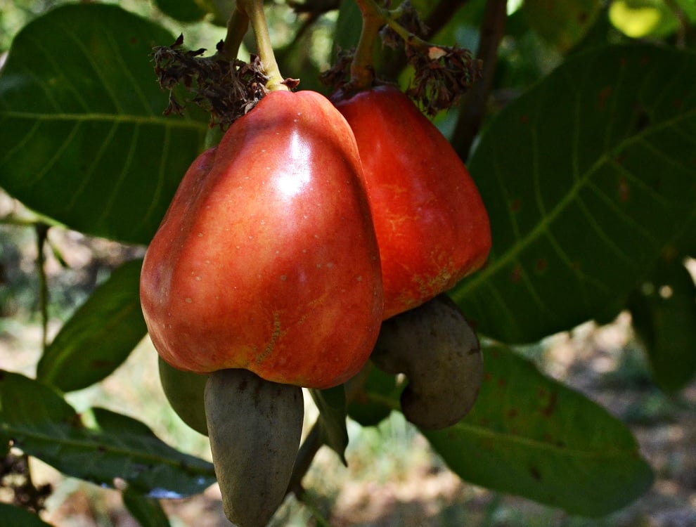 Novo avanço na produção de cajueiros-anões: clones promissores! 1 Novo avanço na produção de cajueiros-anões: clones promissores!