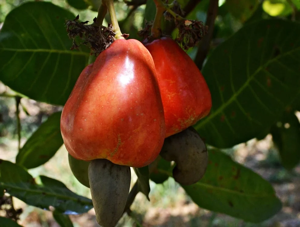 Clones de cajueiro-anão impulsionam produção da fruta