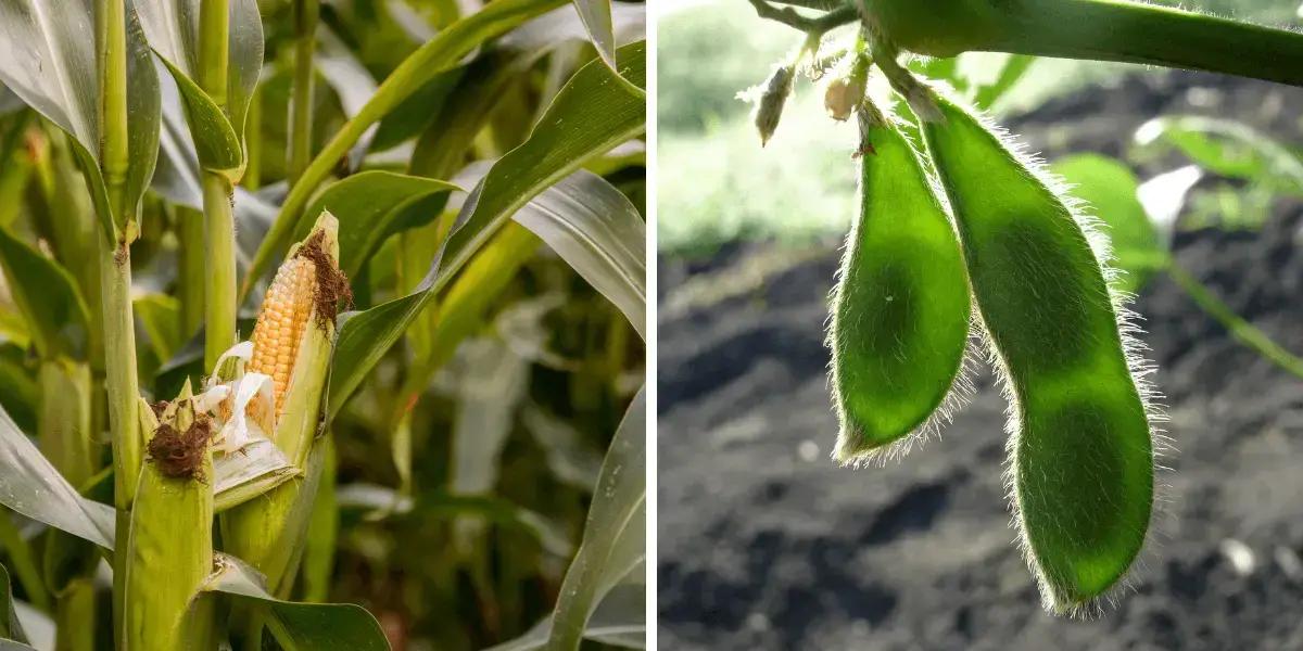 O Impacto da China nas Exportações Agrícolas