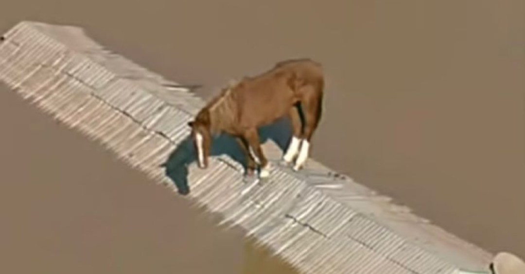 O que o resgate do cavalo Caramelo revela sobre o Brasil