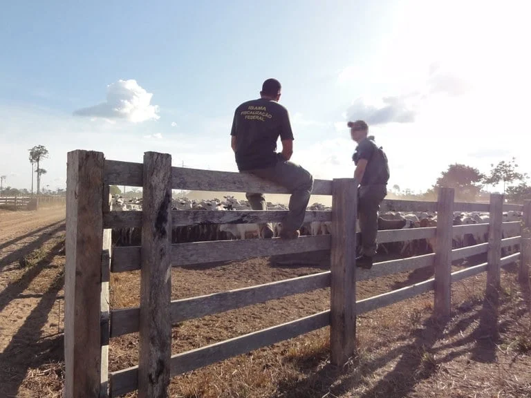 Viu esta? Operação quer apreender 6 mil cabeças de gado e doar carne para o RS