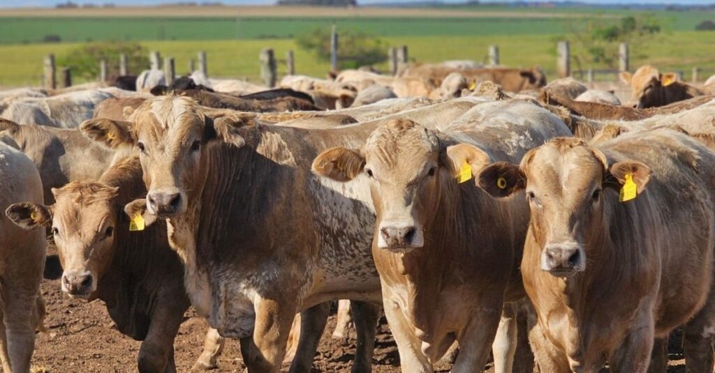 Inacreditável: pecuarista de Goiás desmama bezerros superprecoces com 334 quilos