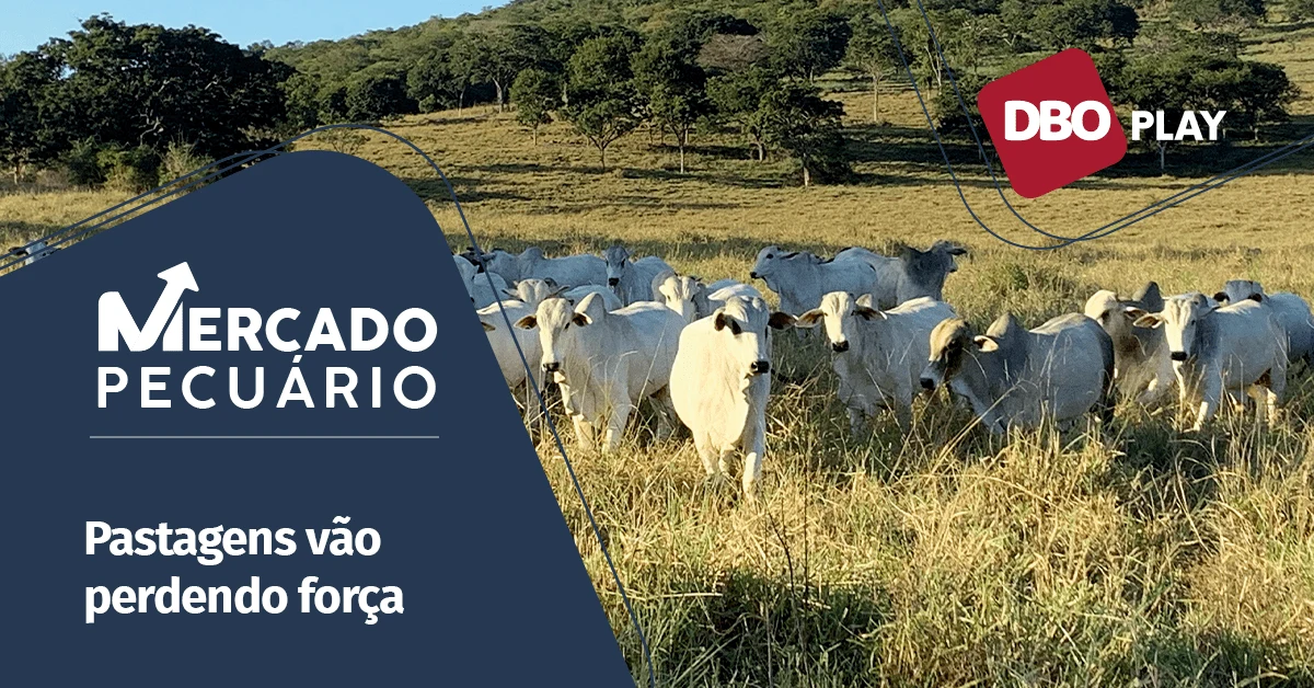 Preço da arroba do boi gordo cai devido a grande oferta de animais • Portal DBO 13 Maior oferta de animais pressiona o preço da arroba do boi gordo para baixo • Portal DBO - Portal DBO