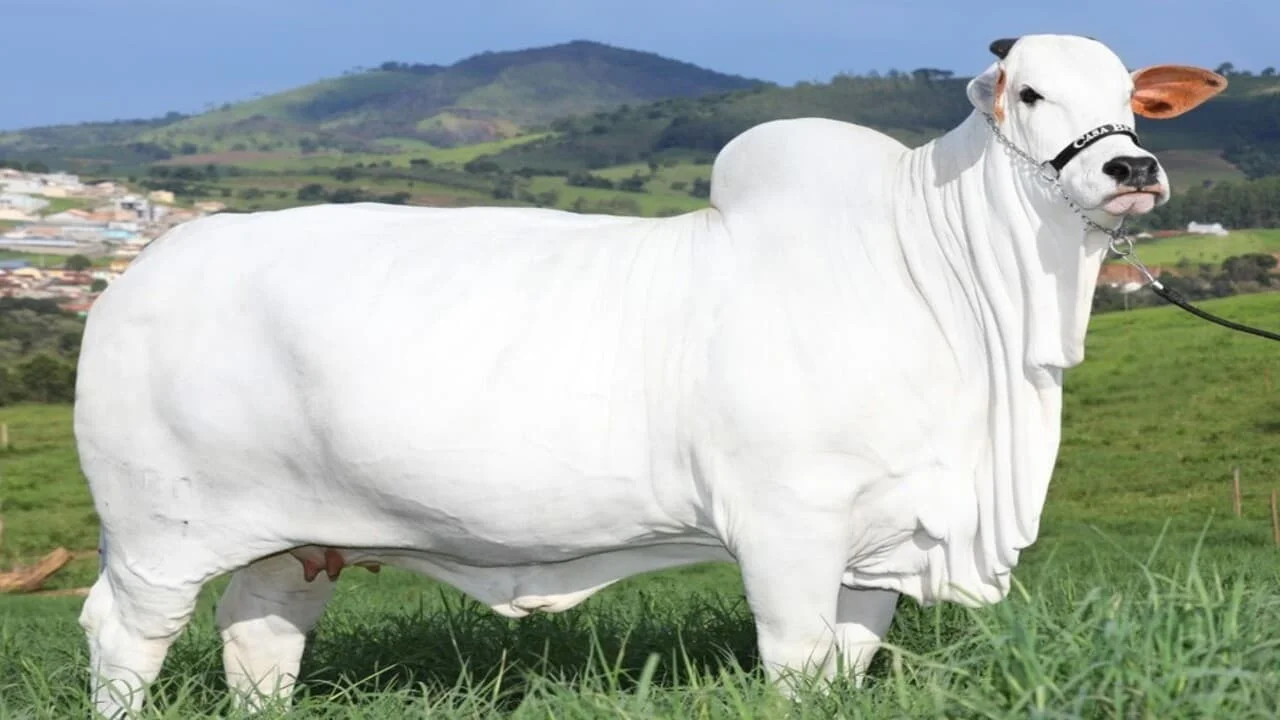 Pregão beneficente: bezerra de vaca mais cara do mundo será leiloada 5 Bezerra de vaca mais cara do mundo será leiloada em pregão beneficente
