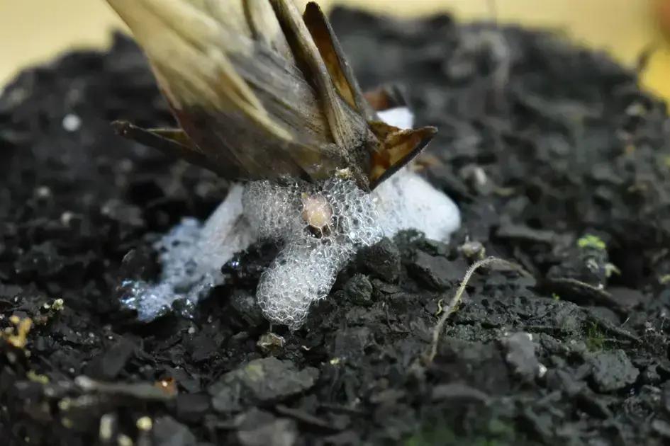 Prevenindo prejuízos na produção de agromove