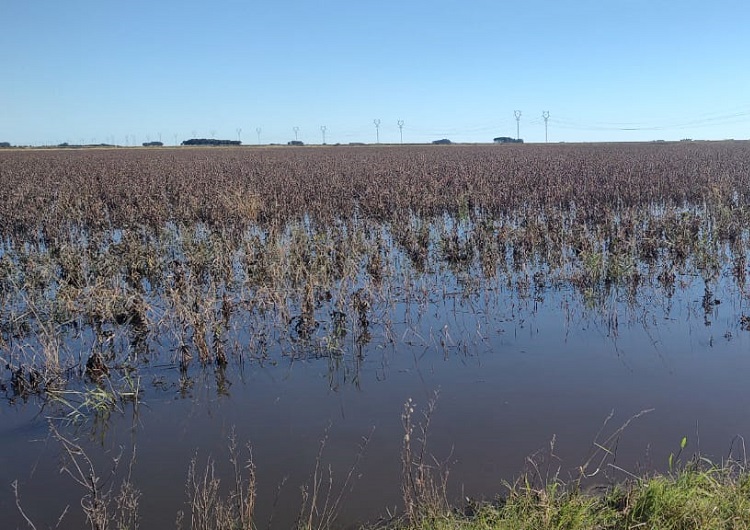 producao de soja submersa em santa vitoria 1