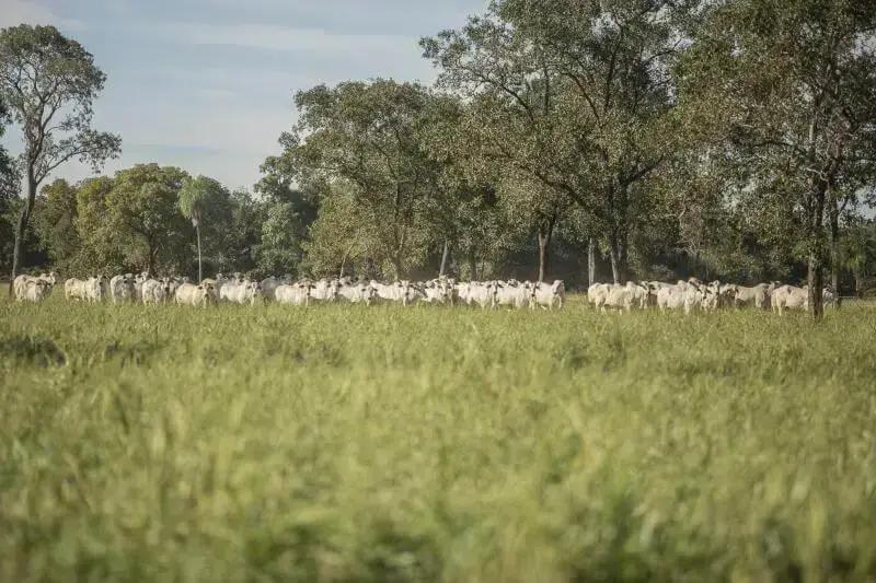 Produtividade de Pastagens: 5 Dicas para Melhorar o Pastejo