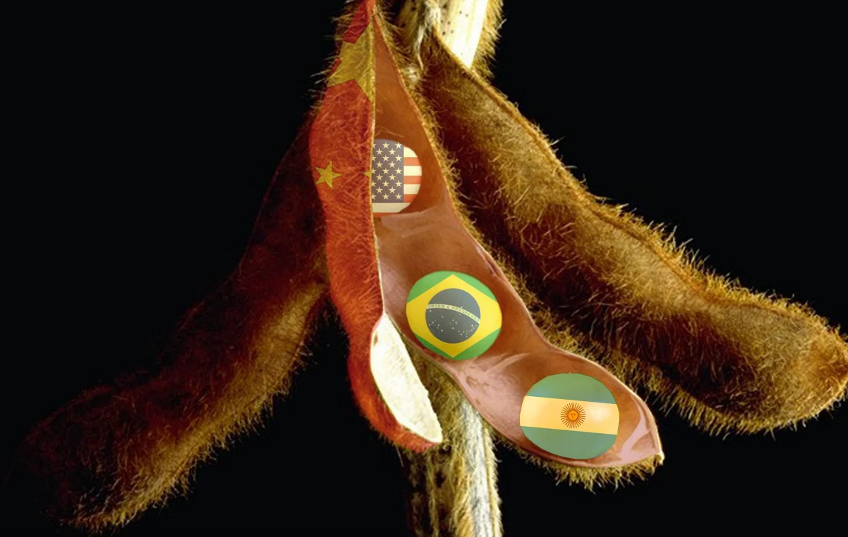 Projeções do USDA para safra 24/25 2 Relatório de maio do USDA projeta números da safra 24/25