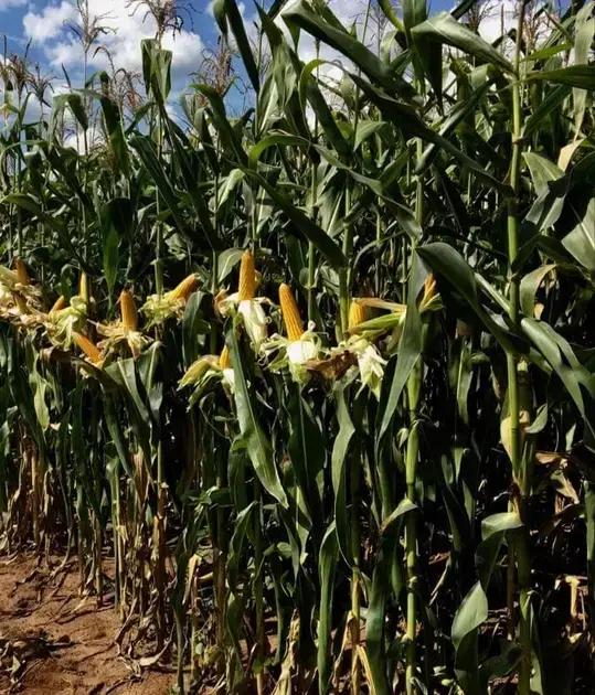 Redução de perdas em milho: a importância do combate às pragas na produtividade.