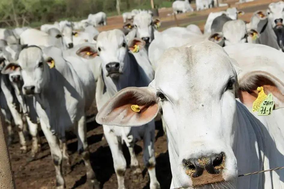 Rentabilidade na pecuária: oportunidades de mercado Rentabilidade na pecuária: oportunidades de mercado