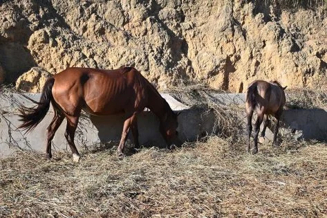 Curral Municipal recolhe e presta assistência a animais abandonados em vias públicas - Prefeitura Municipal de Vitória da Conquista
