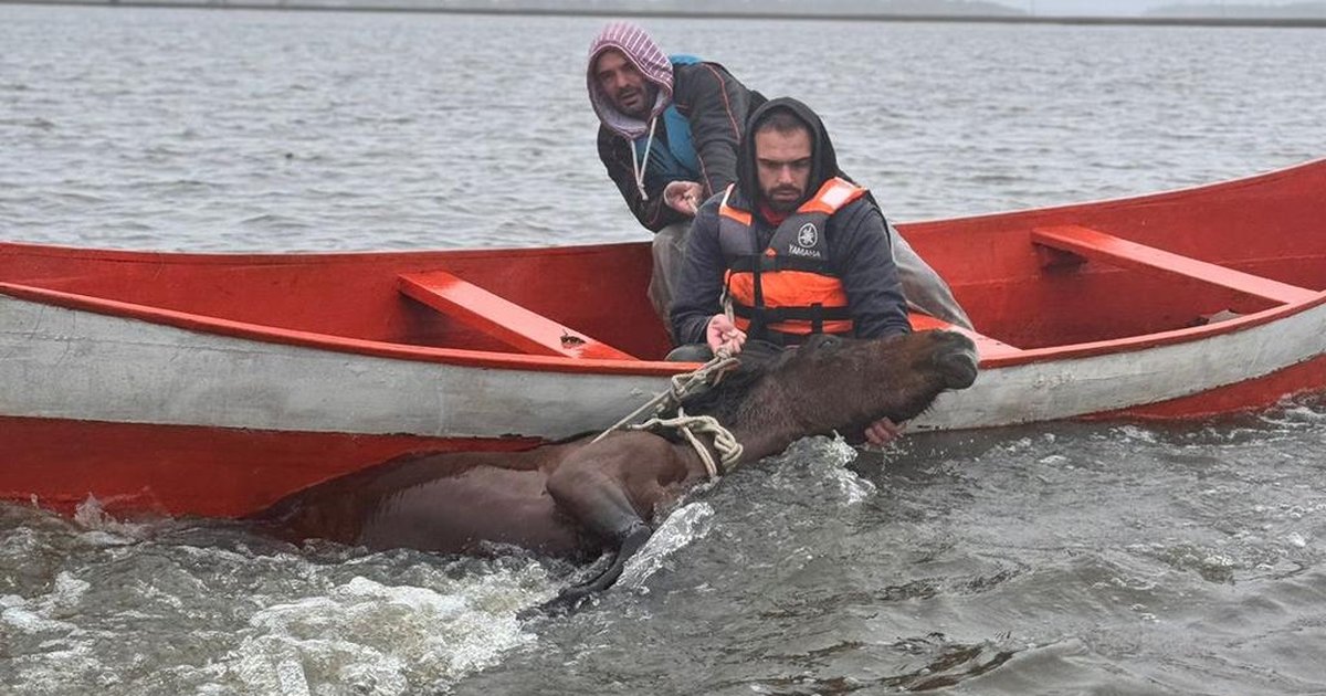 Resgate emocionante de éguas em Rio Grande!