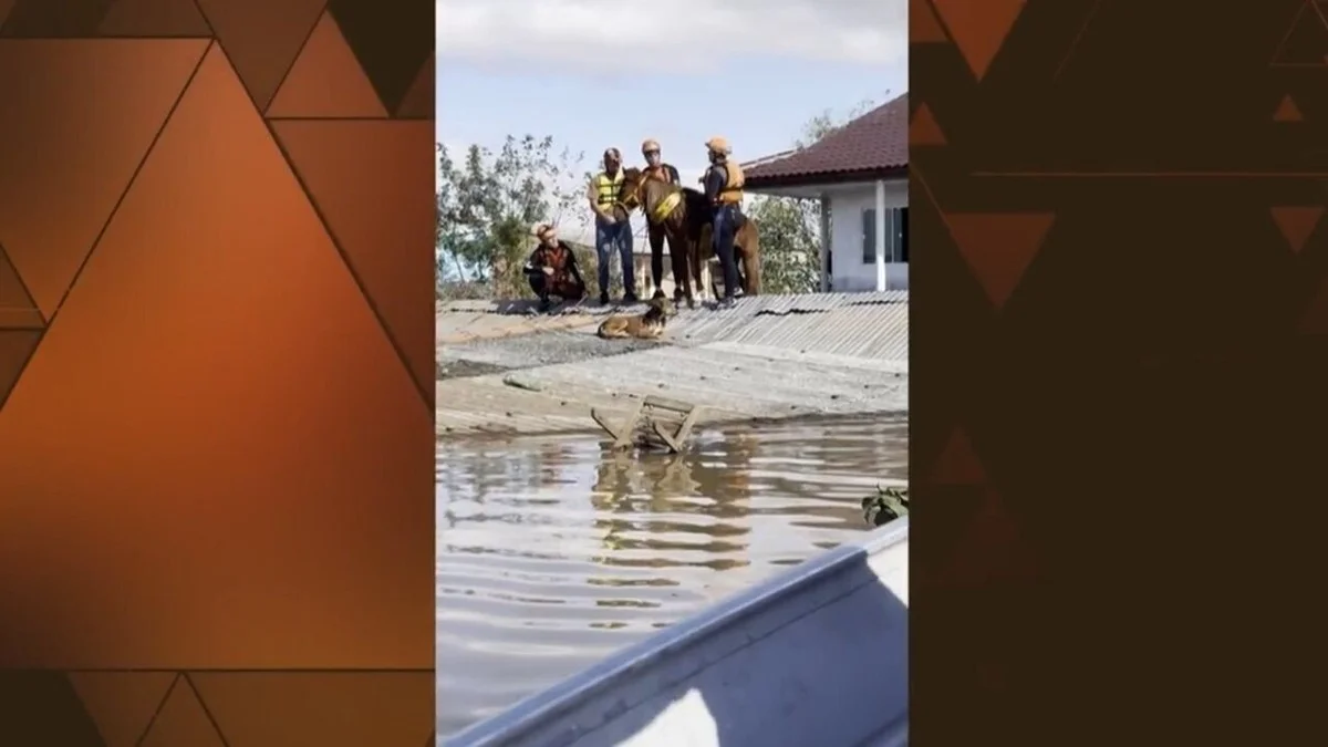 Resgate emocionante do cavalo Caramelo no RS | Fantástico 9 Novas imagens mostram resgate do cavalo Caramelo e o esforço incansável para salvar os animais do RS | Fantástico