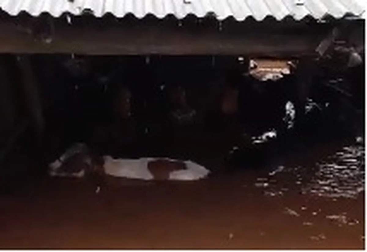 Resgate heróico de mais de 500 bois na enchente do RS 6 Mais de 500 bois são resgatados de inundação no Rio Grande do Sul | Pecuária