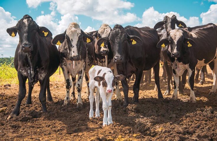 Revolução na Pecuária: Impacto da 4.0 no setor