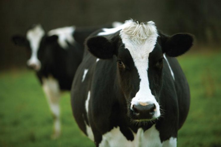 Segredo das vacas leiteiras: Concepção tardia aumenta produção de leite