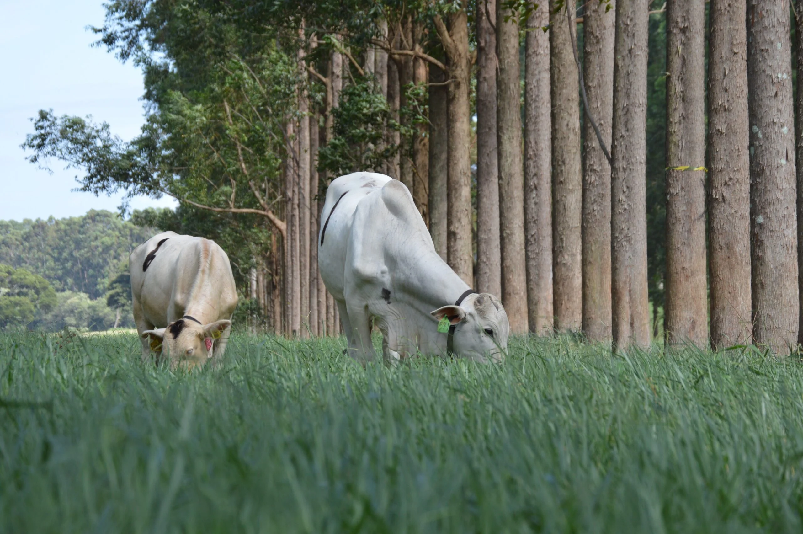 Segredo do Sucesso: Integração Lavoura-Pecuária Vale a Pena? 1 Integração Lavoura-Pecuária: retorno a médio e longo prazo compensa aportes 'de peso', dizem adeptos