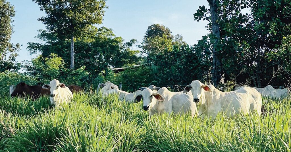 Mesmo com pasto bom, pecuarista não consegue evitar quedas na arroba em abril • Portal DBO