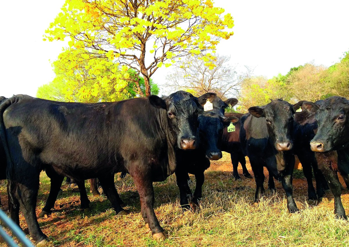 Segredos da Eficiência na Pecuária Moderna – O Presente Rural