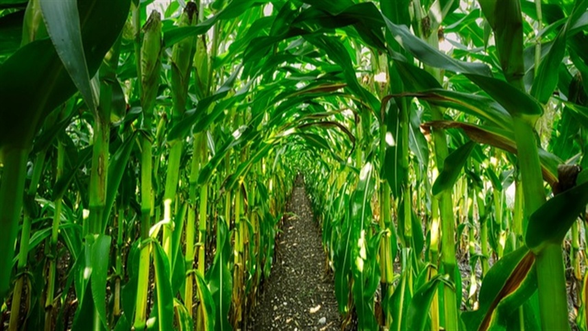 Segredos para aumentar a produção de silagem