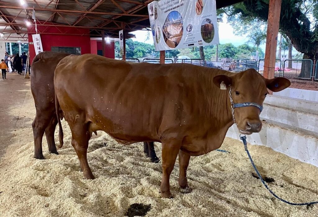 Senepol: a raça que está conquistando a Expoingá 1 Animais da raça Senepol atraem compradores na Expoingá