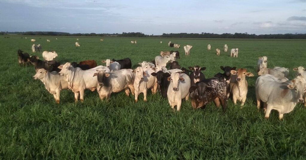 Showtec 2024: Novilho Precoce MS e a Integração Lavoura-Pecuária 15 Novilho Precoce MS destaca Integração Lavoura-Pecuária durante o Showtec 2024 • Portal DBO