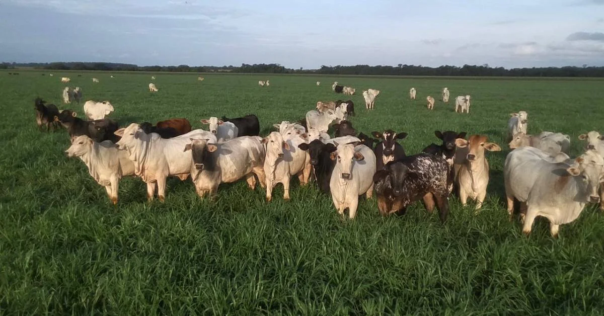 Showtec 2024: Novilho Precoce MS e a Integração Lavoura-Pecuária 16 Novilho Precoce MS destaca Integração Lavoura-Pecuária durante o Showtec 2024 • Portal DBO