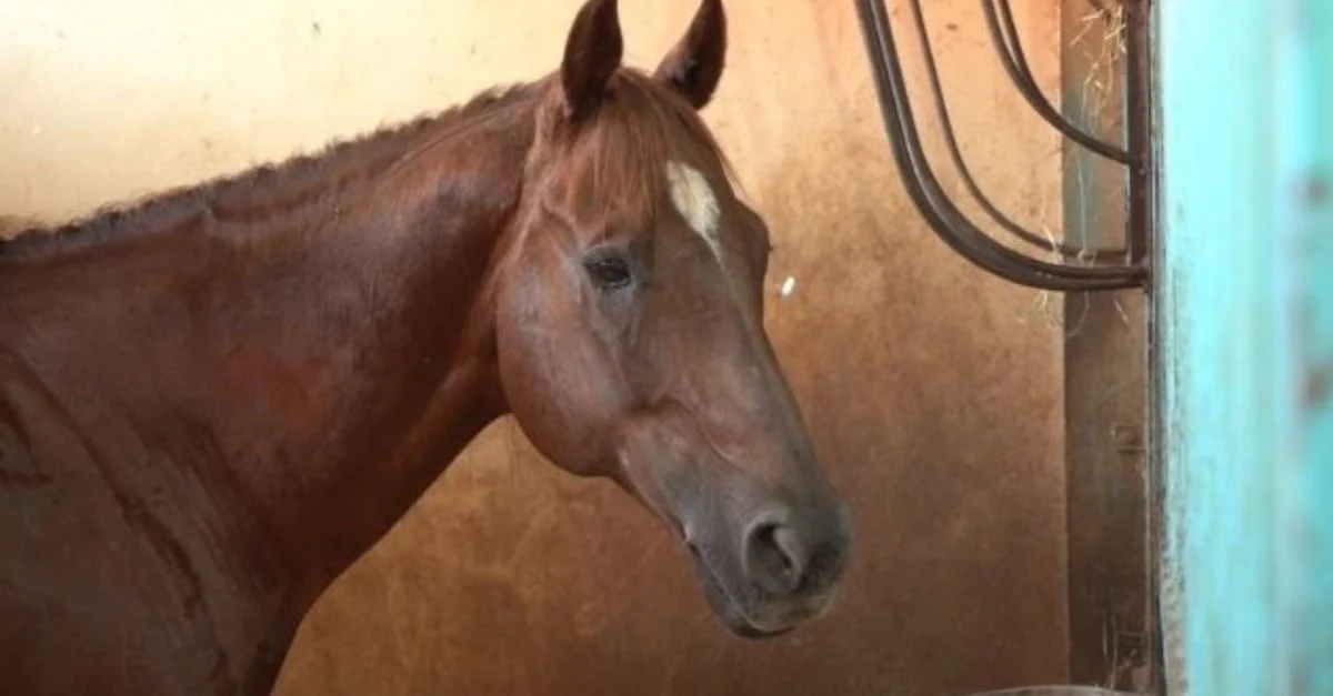 Silagem de sorgo: a melhor opção para cavalos? Descubra agora! 5 Pode dar silagem de sorgo para cavalos? Especialista dá os detalhes