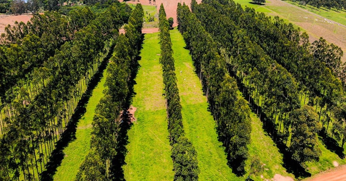 Confira os avanços dos sistemas de integração que já ocupam 17,5 milhões de hectares no País