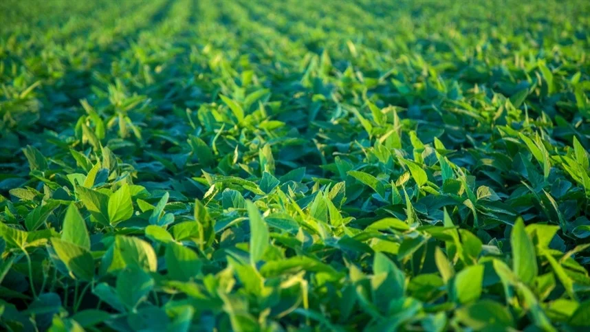 Santa Catarina tem preços em manutenção e negócios parados