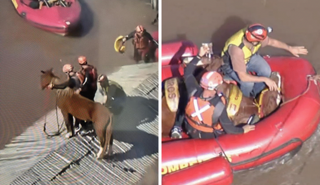 Equipe do Exército resgata cavalo ilhado sobre telhado em Canoas – CartaExpressa – CartaCapital