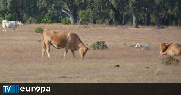 Surto de gripe aviária H5N1 assusta fazendeiros nos EUA