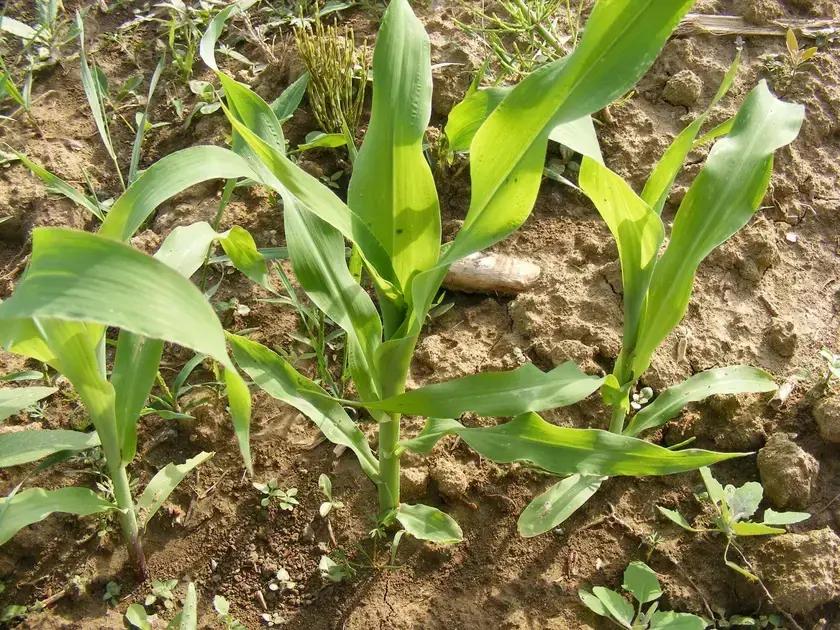 Técnicas de controle de plantas daninhas em culturas afetadas