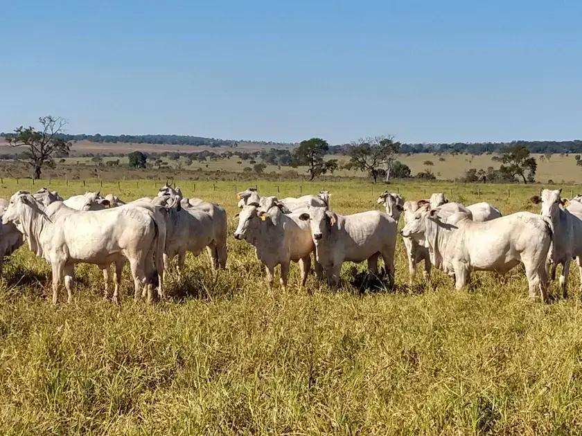 Técnicas de pastagem para otimização da produção