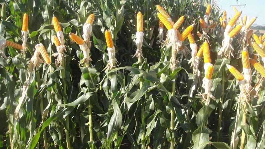 Temporais comprometem safra de milho no RS 2 Chuvas intensas prejudicam a colheita de milho no Rio Grande do Sul