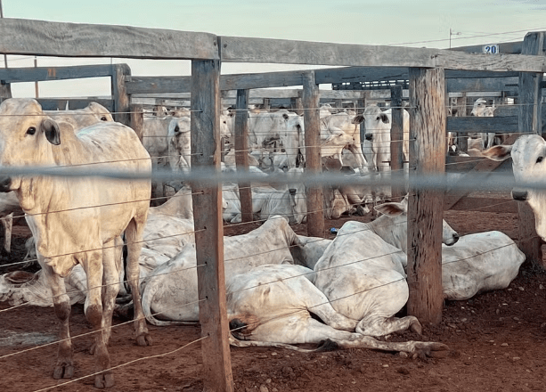 Tragédia em Tocantins: 80 bois eletrocutados em curral