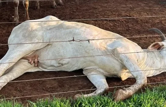 Tragédia no curral: cabo de alta tensão mata 80 bois 14 Cabo de alta tensão cai em curral e mata 80 bois Bom Jesus do Tocantins - Visor Notícias